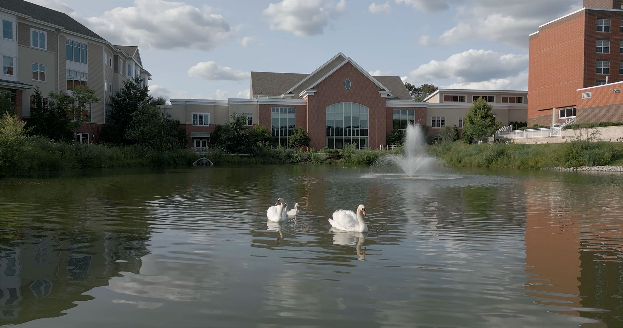 Swans swimming in a pond at The Moorings of Arlington heights